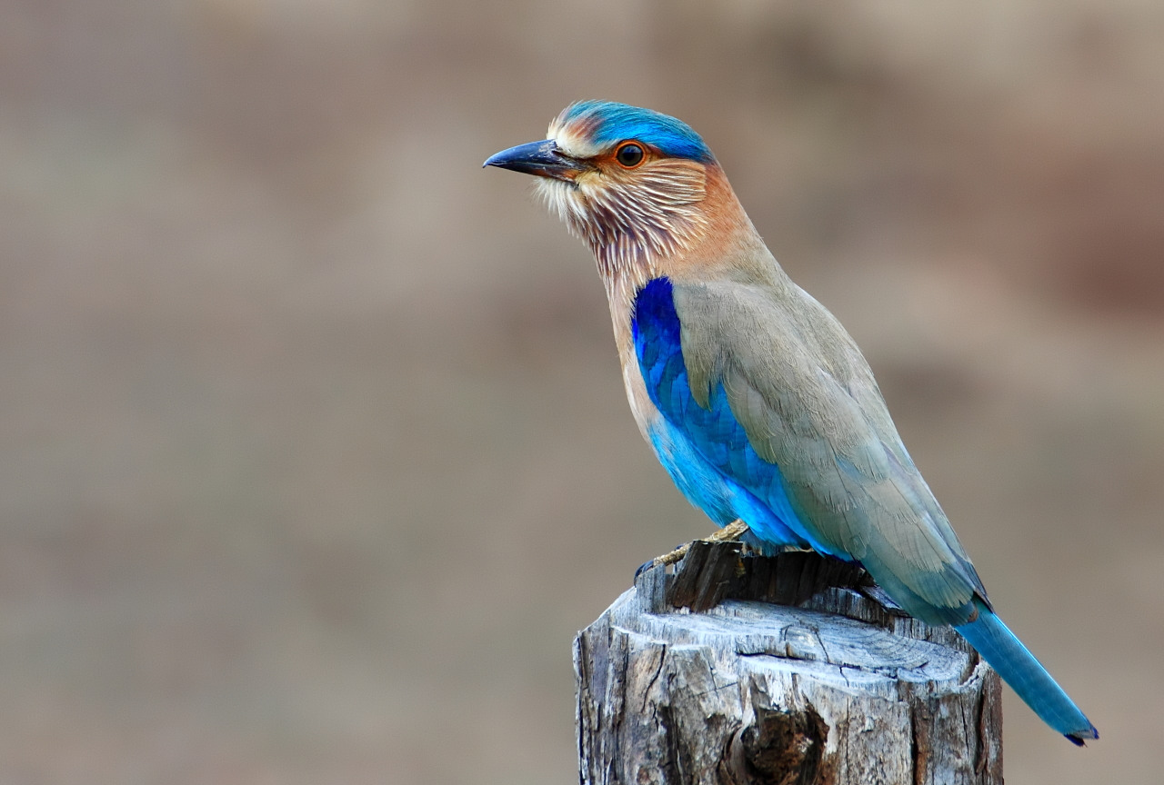 Indian roller